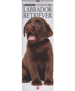 Calendario Labrador Retriever 2026 (15x41 cm con spirale)
