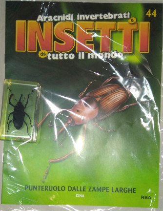 Insetti da tutto il mondo - Punteruolo dale zampe larghe - CINA - Uscita n. 44 - 15/08/2024